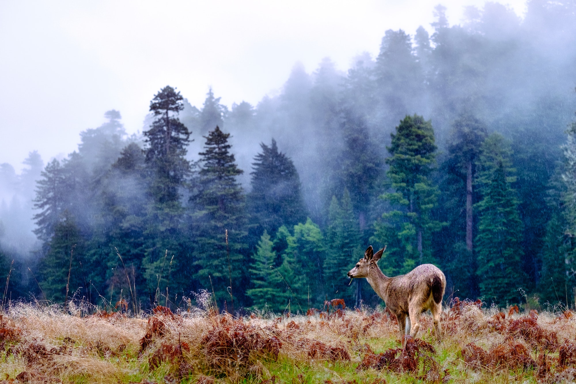 Deer in rain on plain